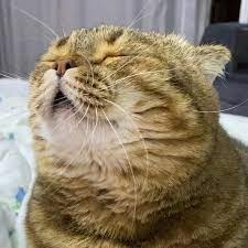 поздравление от Кошка Туся